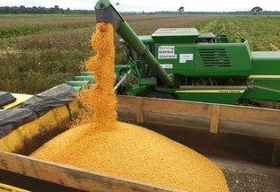 Ração: preço alto do milho preocupa indústria e produtores independentes