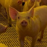 Carne suína: Governo de Rondônia quase zera impostos para estimular produção
