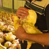 Orientação Técnica: prevenção e controle da bouba aviária