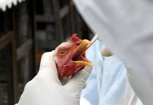Gripe aviária: OMS alerta para surtos em vários países