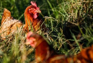 Governo abre crédito de R$ 200 milhões para combater gripe aviária