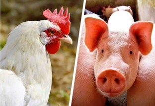 Custos de produção de suínos e frangos de corte apresentam leve aumento em abril