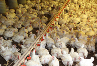 CASCAVEL/PR – 15-02-11 – Avicultura de Corte – Produtores de frangos, filiados a Cooperativas da região de Cascavel. Foto Jonas Oliveira