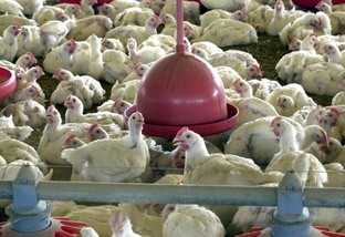 Status sanitário do Brasil favorece exportação de material genético avícola