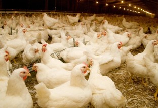 Gripe aviária: governo de SP emite ‘importante alerta sanitário’