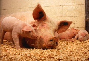Como otimizar o aproveitamento das fêmeas suínas na produção?
