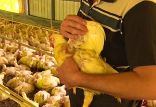 Orientação Técnica: prevenção e controle da bouba aviária