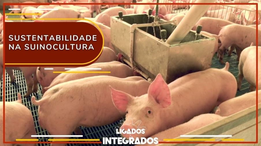 Mato Grosso do Sul lança programa de sustentabilidade na suinocultura