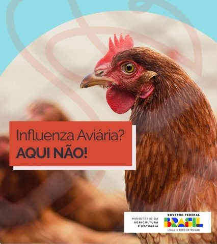 influenza aviária - aqui não