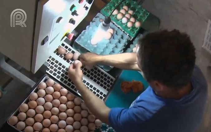 esteira de ovos na granja convencional