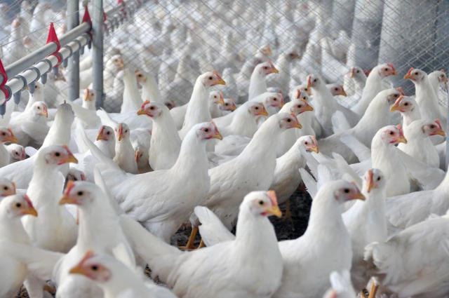 frangos em granja, aves, avicultura, influenza aviária, gripe, Bahia