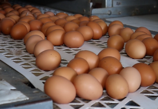 Quais são os principais índices zootécnicos de aves na produção de ovos?
