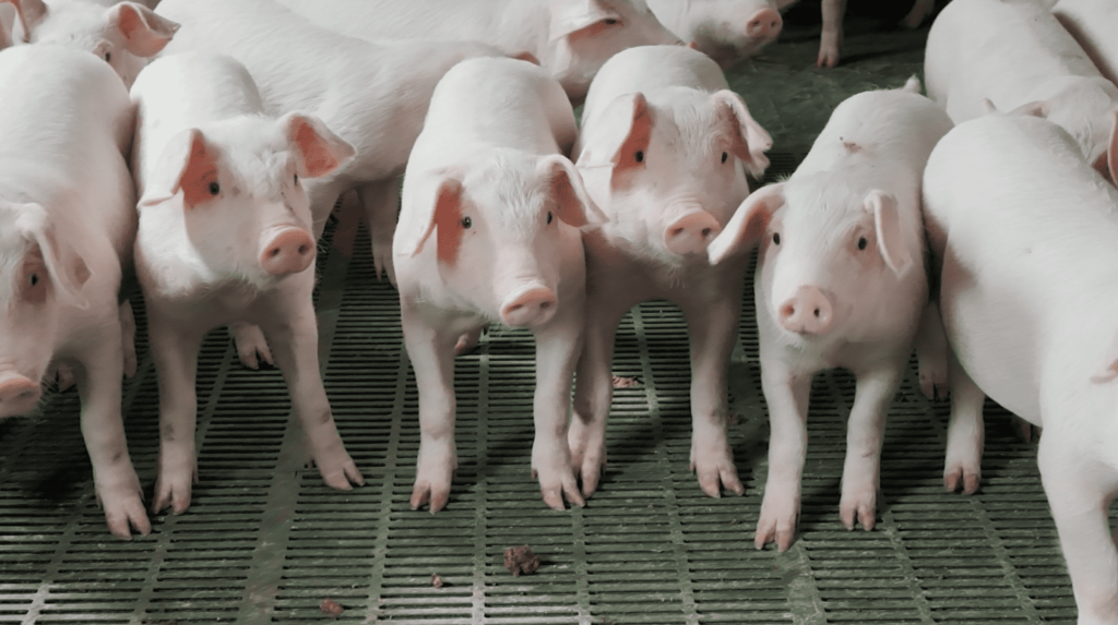 Melhoramento genético garante carne suína de qualidade