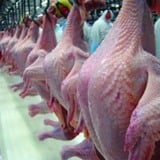 Carne de peru tem crescimento significativo nas exportações em 2023