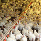 CASCAVEL/PR – 15-02-11 – Avicultura de Corte – Produtores de frangos, filiados a Cooperativas da região de Cascavel. Foto Jonas Oliveira