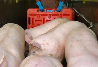 Confira oito dicas para planejar a área de descanso de suínos antes do abate