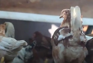 Bouba aviária: qual a melhor forma de tratar em frango caipira?