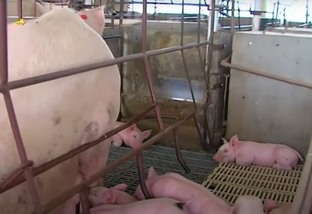 O que influencia na taxa de mortalidade das fêmeas suínas na granja?
