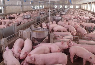 Conheça práticas que são essenciais para administrar uma granja de suínos