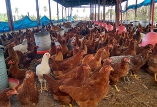 Rota da Avicultura Caipira gera renda e emprego para avicultores de todo país