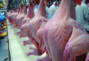 Exportações de carne de peru do Brasil crescem quase 20% em 2023