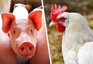 Custos de produção de suínos e de frangos de corte caem em abril