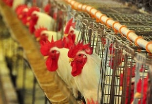 Uruguai tem 70 mortes por gripe aviária confirmadas