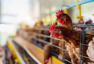 Agência realiza auditorias para prevenir influenza aviária no Ceará