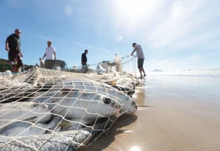 Pescadores de SC devem notificar a presença de aves mortas nas praias