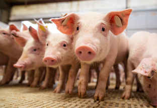 'Precisamos aproveitar o momento', diz presidente da Acsurs sobre exportações de suínos para a China