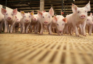 Santa Catarina bate recorde de exportação de carne suína