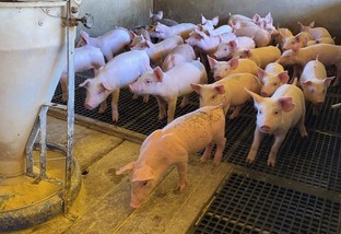 Saiba a importância da conversão alimentar na criação de suínos