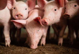 Conheça a importância da nutrição de precisão para alimentação dos suínos