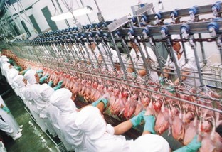 Programas de autocontrole garantem qualidade dos produtos de origem animal