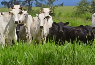 Abate de bovinos e suínos cresce no 4º trimestre de 2023