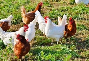 Bolívia ativa emergência sanitária devido a surto de gripe aviária