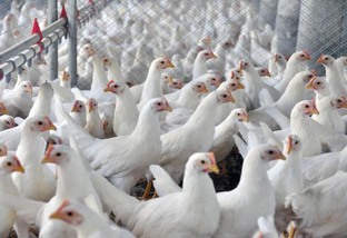 Você sabe qual a importância da temperatura na produtividade do frango?