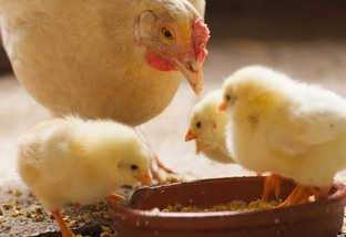 Gripe aviária: Europa destina verba milionária para compensar avicultores da Itália