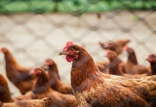 Primeira morte humana por gripe aviária no mundo é confirmada