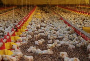 Automatização traz sustentabilidade e redução de perdas na avicultura