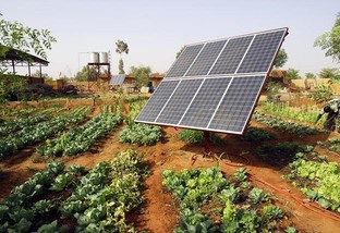 55% das granjas produtoras da Seara utilizam energia solar