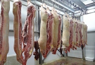 Produção de suínos em SC bate recorde em 2023, com 17,86 milhões de animais