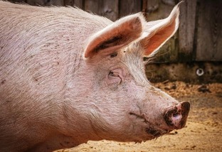 Alemanha relata mais um caso de peste suína africana em fazenda