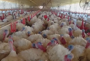 Criar perus: veja as principais diferenças em relação à produção de frangos