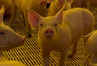 Manejo alimentar de suínos: como ajustar o comedouro?