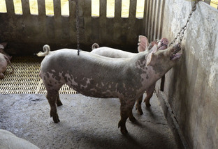 Embrapa 50 anos: 'brinquedos' acalmam suínos nas granjas
