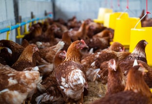 Gripe aviária: Japão retira embargo sobre importação de aves vivas de MS