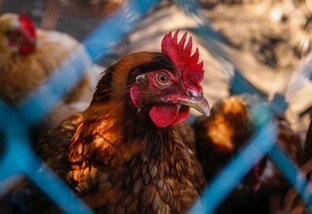 Lesões cutâneas em aves: desafios e prejuízos para a indústria avícola