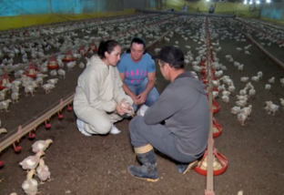 Sucessão familiar na avicultura