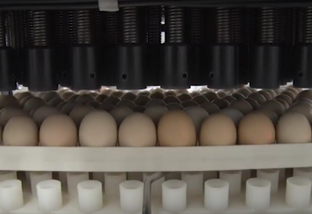 Nutrição in ovo: tecnologia busca obter embriões mais fortes e saudáveis